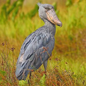 Shoebill in Uganda: 17 Amazing Facts and Best Places