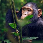 5 Days Gorillas and Chimp Trekking