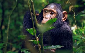 Read more about the article 5 Days Gorillas and Chimp Trekking