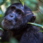 4 Days Wildlife and Chimpanzee Safari