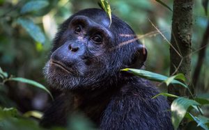 Read more about the article 4 Days Wildlife and Chimpanzee Safari