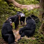 3 Days Chimpanzee Ngamba Island