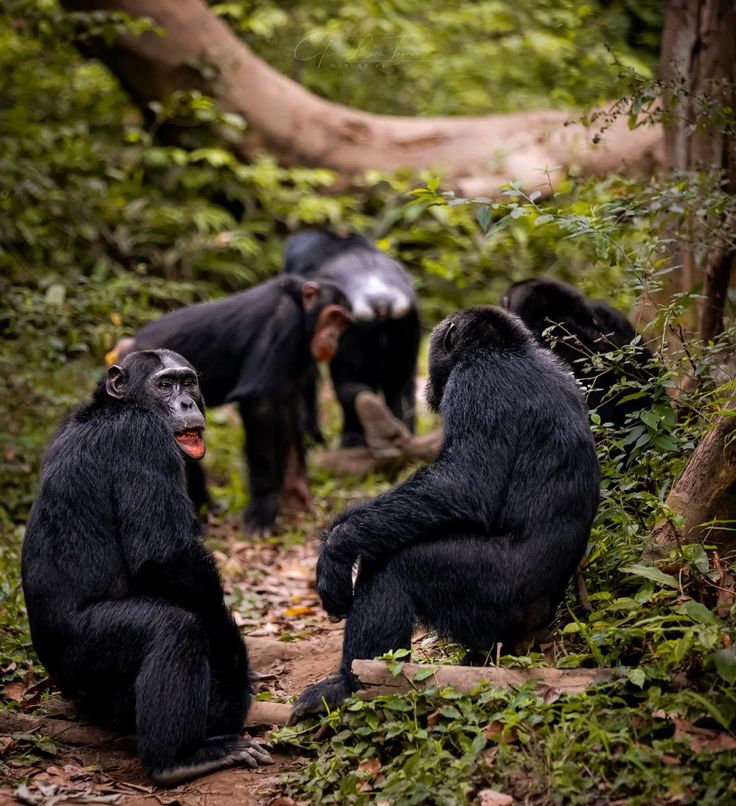 You are currently viewing 3 Days Chimpanzee Ngamba Island