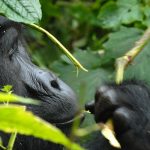 Uganda Gorilla Trekking Booking