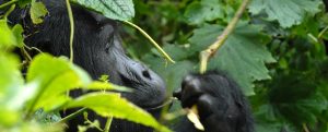 Read more about the article Uganda Gorilla Trekking Booking