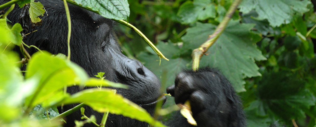 Uganda gorilla trekking bookings