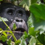 3 Days Uganda Rwanda Gorilla Trekking