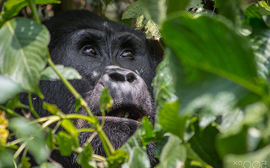3 days uganda rwanda gorilla trekking