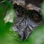 Guide to Gorilla Trekking in Rwanda