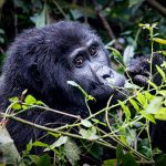 How to Book a Gorilla Trekking Permit in Congo?.