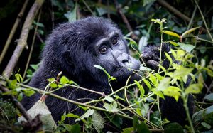 Read more about the article How to Book a Gorilla Trekking Permit in Congo?.