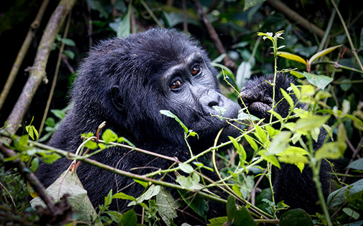 How to Book a Gorilla Trekking Permit in Congo?.