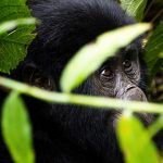 4 Days Bwindi Gorilla Trekking