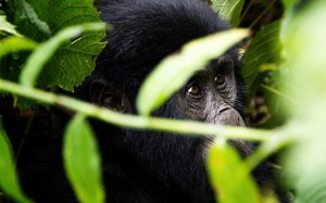 Read more about the article 4 Days Bwindi Gorilla Trekking