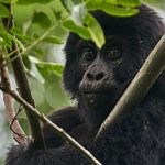 Bwindi Forest National Park