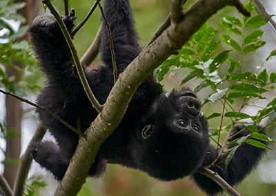 3 Days Chimpanzee Safari