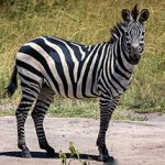 Lake Mburo National Park