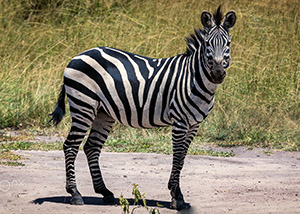 Lake Mburo National Park