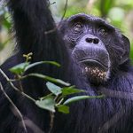 8 Days Wildlife and Primates Safari