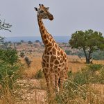 8 Days Explore Uganda