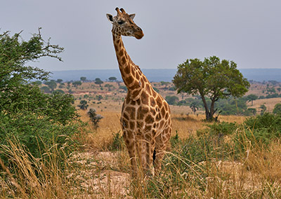 8 Days Explore Uganda