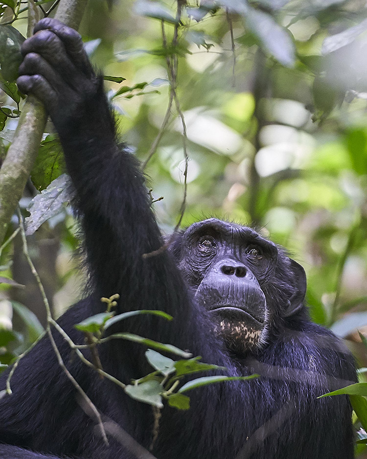 Chimpanzee-Tracking-Uganda