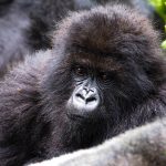 Gorilla Trekking 2 days Rwanda-Uganda