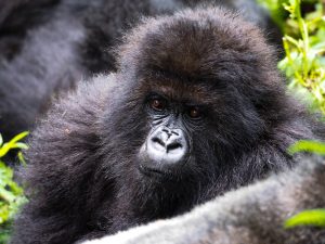 Read more about the article Gorilla Trekking 2 days Rwanda-Uganda