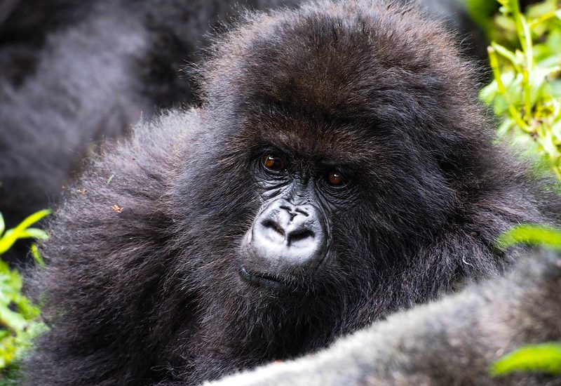 Gorilla trekking 2 days Rwanda Uganda