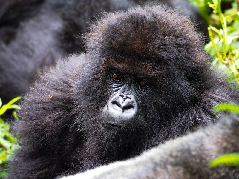 You are currently viewing Gorilla Trekking 2 days Rwanda-Uganda