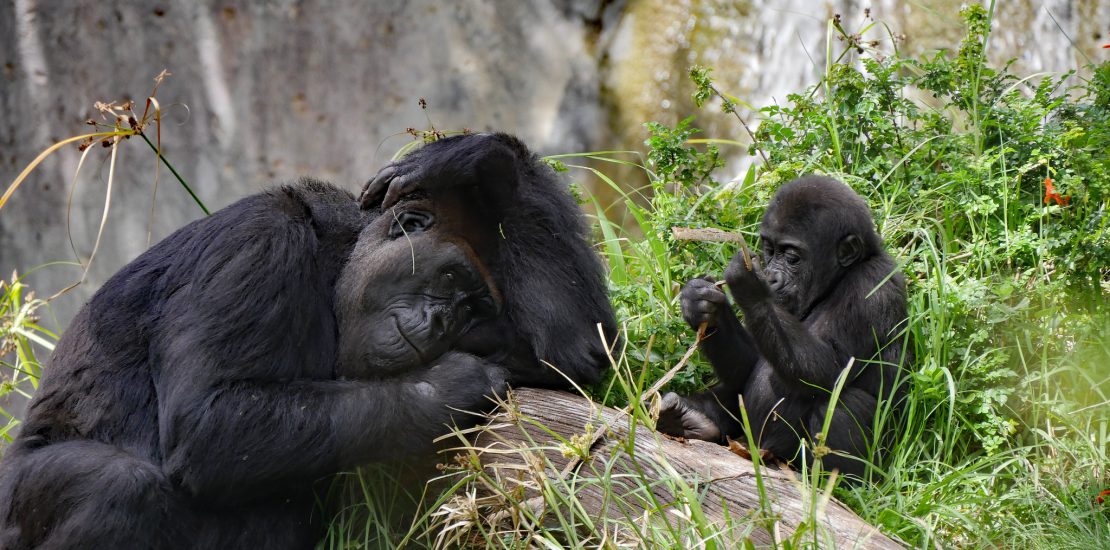 3 days of Lowland Gorilla trekking in Kahuzi Beiga