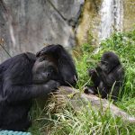 3 Days of Lowland Gorilla Trekking in Kahuzi-Biega from Kigali