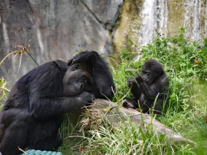 Read more about the article 3 Days of Lowland Gorilla Trekking in Kahuzi-Biega from Kigali