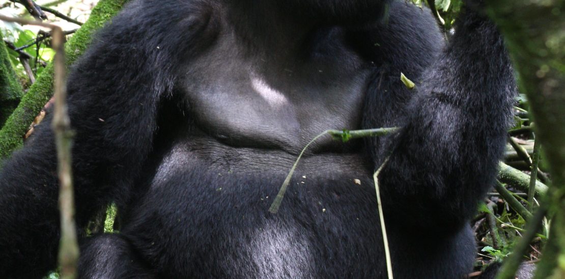 1 day Uganda Gorilla tour