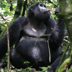 1 Day Uganda Gorilla Tour