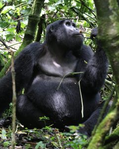 Read more about the article 1 Day Uganda Gorilla Tour