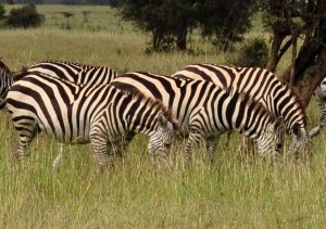 Read more about the article 3 Days Lake Mburo  Safari