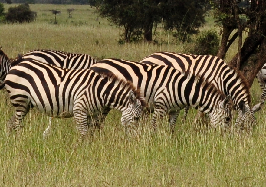 You are currently viewing 3 Days Lake Mburo  Safari