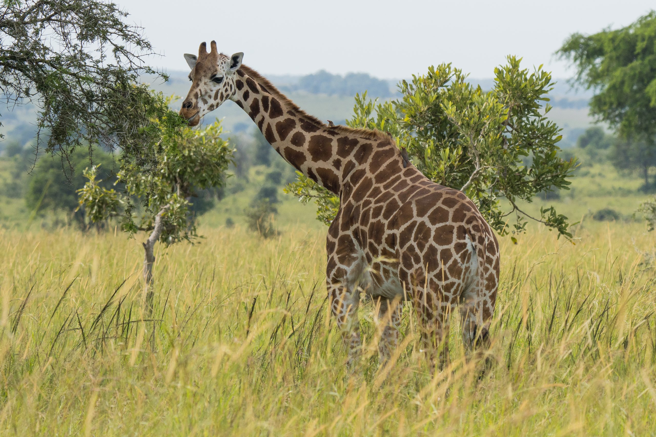 You are currently viewing 2 Days Murchison Falls Safari.