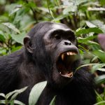  Chimpanzee Permits for Foreign Residents”