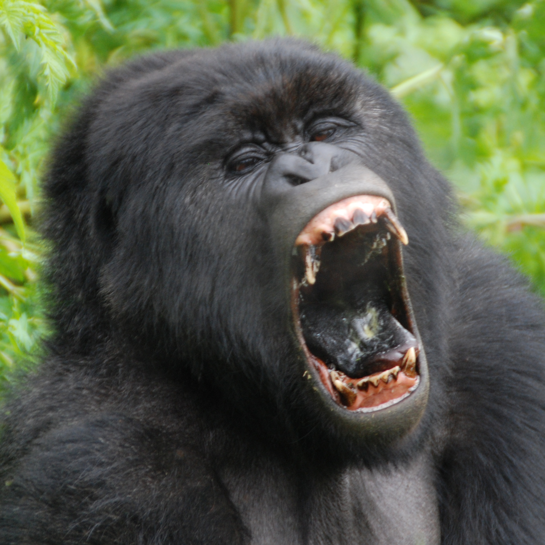 You are currently viewing The Ultimate Guide to Gorilla Trekking in Rwanda: