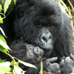 2 Days Primate Trekking in Volcanoes National Park