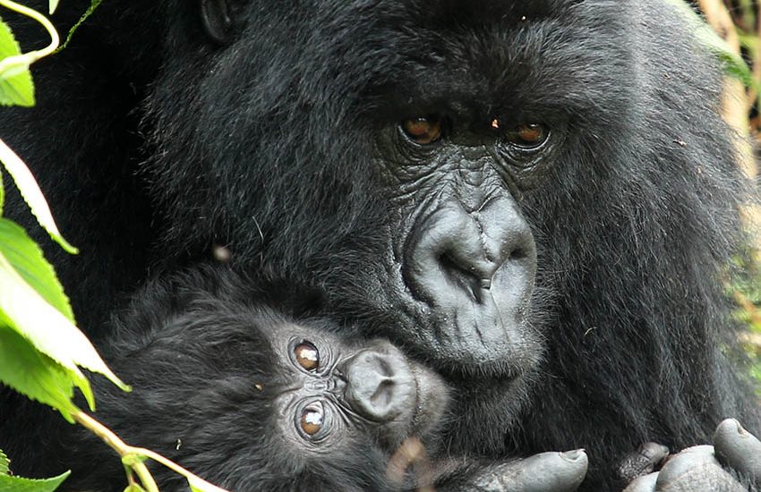 when to see gorillas in Rwanda Uganda and Congo?