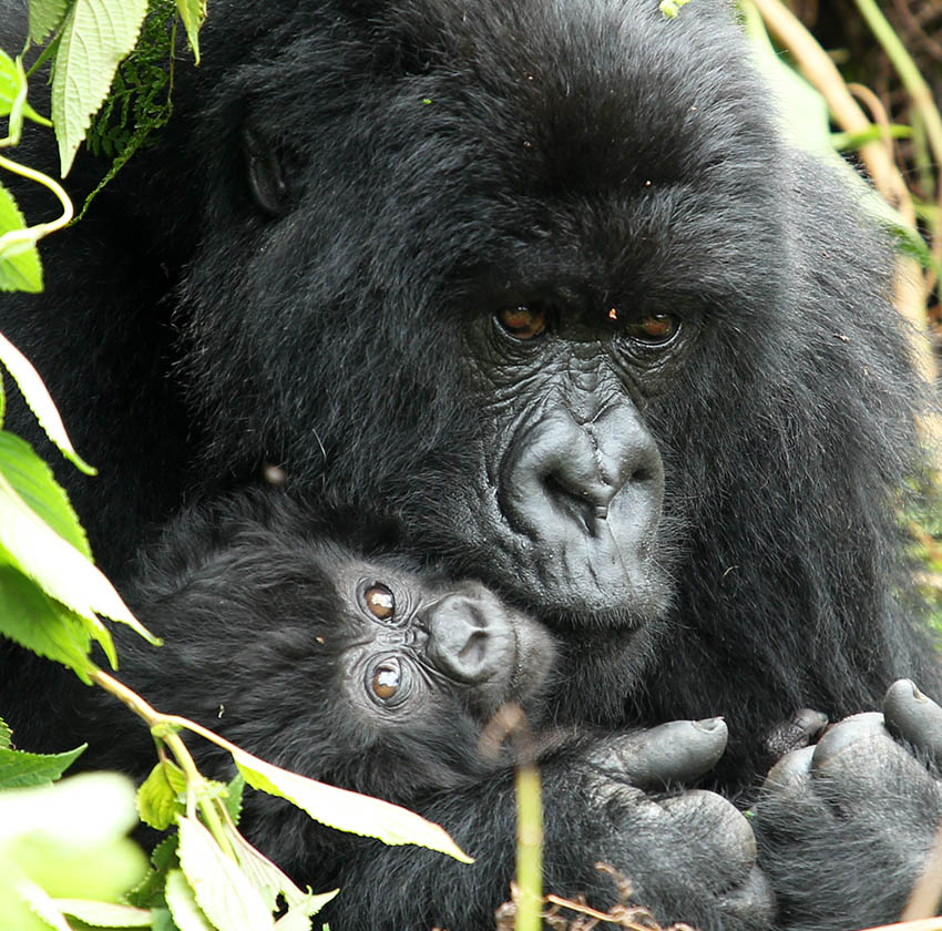 Read more about the article   Can you see Gorillas in Rwanda, Uganda/Congo?