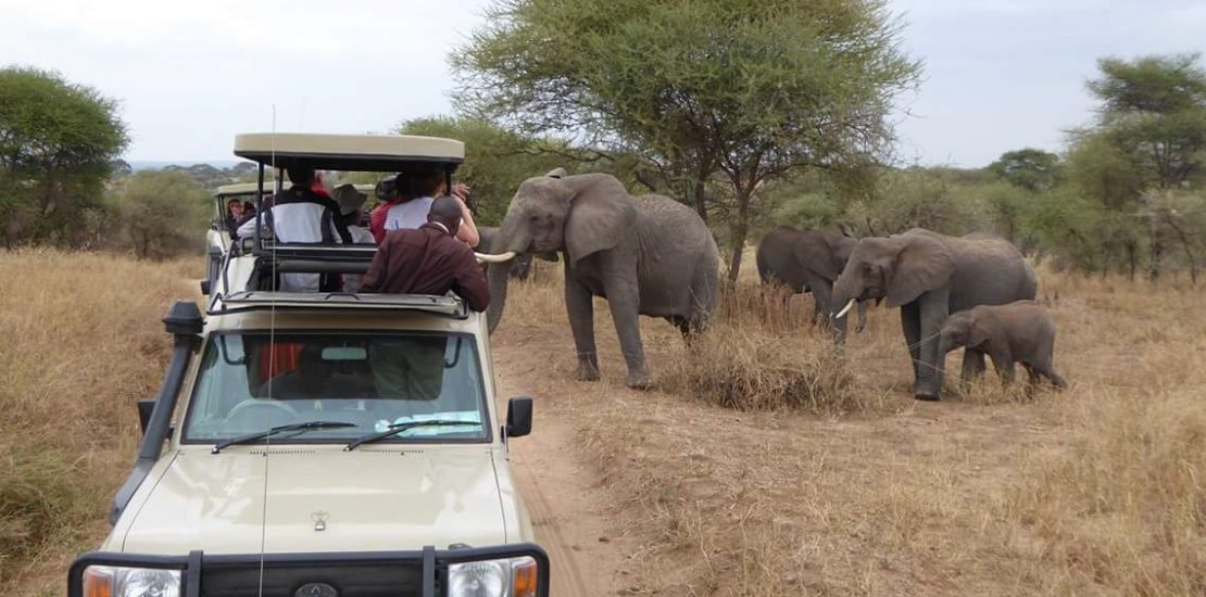 Why visit Tanzania for a safari?