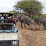 Why visit Tanzania for safari?.