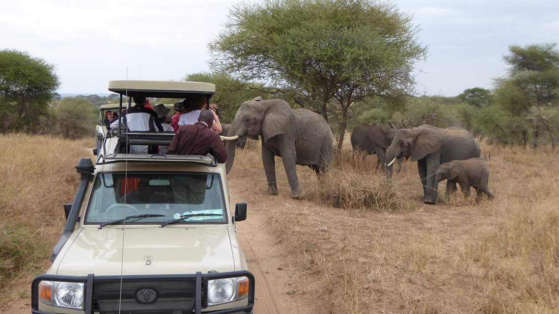 You are currently viewing Why visit Tanzania for safari?.