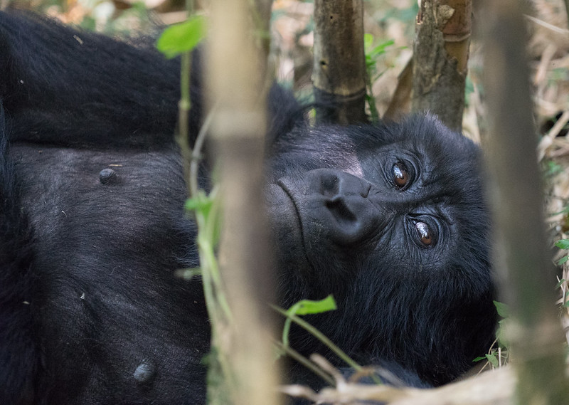 You are currently viewing Last-Minute Gorilla Trekking Adventure: