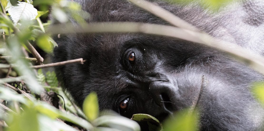 The priceless Experience of gorilla trekking