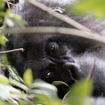 The Priceless Experience of Gorilla Trekking: